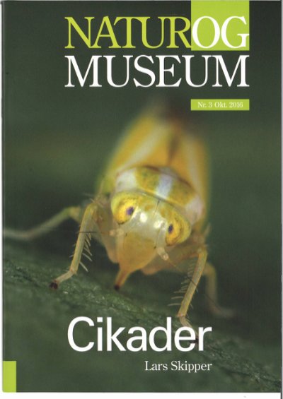 Cikader